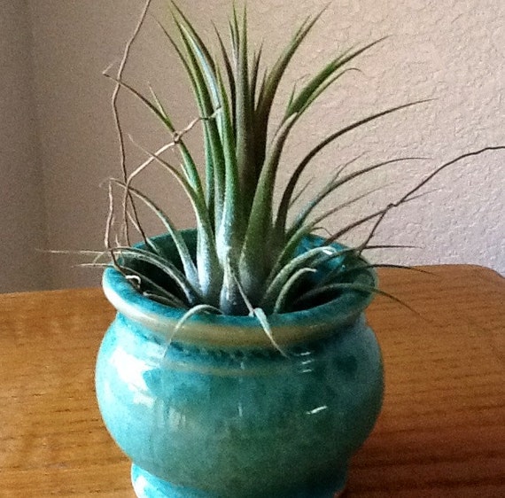 Turquoise Ceramic Pot no plant by TimelessTreasuresbyB on Etsy