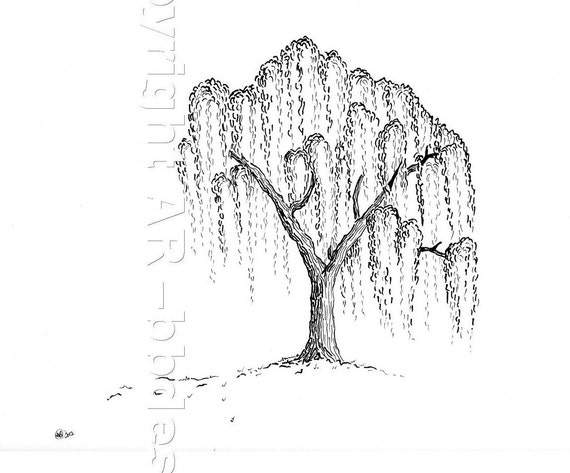 Items similar to Willow Tree - Limited Ed Digital Print of Original Ink ...