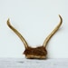 Small Vintage Deer Antlers with Skull Piece and Fur