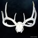 Deer Antlers and Skull Wall Decor