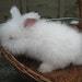 English Angora Rabbit fiber 'Sherman' 1.5 oz, 4 inch staple