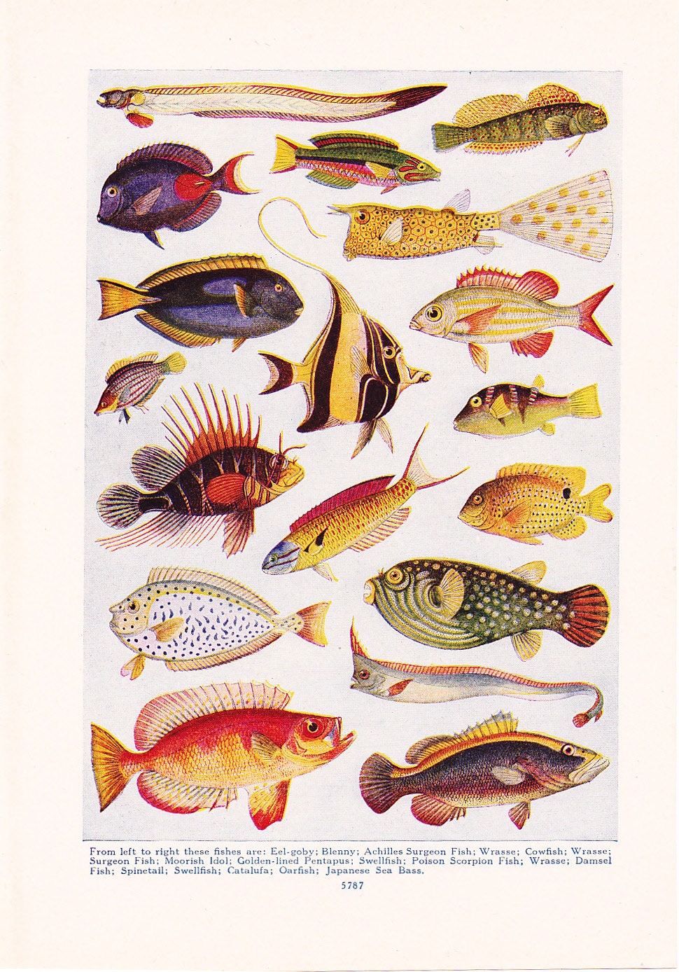 1947 Fish Print Vintage Antique Home Decor Art Illustration