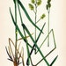 1923 Antique Chromolithograph of Fodder and Pasture Plants. Orchard Grass or Cocksfoot