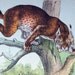 Antique Print of Pumas - Leopards - Wildcats - 1889 Vintage Chromolithograph of Cats