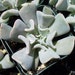 Echeveria Runyonii Succulent Plant - Topsy Turvy