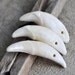 predators of the steppes... three wolf's teeth... Jul 04