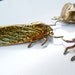Cicada Heat Treated Brass Stampings 2 pieces