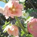 Seeds Organic Hollyhock Color Mix