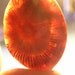 BIG Fossilized Red Horn Coral Agate Freeform Designer Cabochon