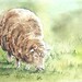 Original Sheep Watercolor for Sale - The Morning Calm 4 x 6
