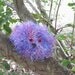 Fuzzy Wishing WumPet, Violet, Soft Plush Pet