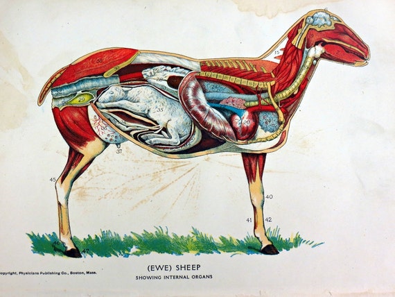 Ewe Sheep Anatomy Diagram Showing Internal Organs 1905 Book