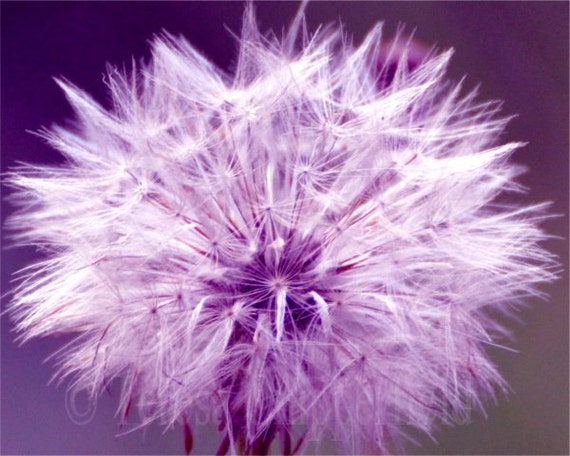 dandelion dreams essay dandelion dreams essay