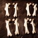 x2 Muskrat Femurs - Real Bone, Taxidermy, R001001 - Grade A
