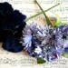 Two antique vintage millinery velvet flowers daisy corsage trim