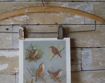 Vintage Wren Birds Print Artist Allan Brooks 1960