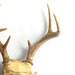 vintage deer antlers