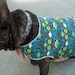French Bulldog Cool Coat in Blue, Brown, And Green Fandango