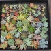 RESERVED for LISA: 100 (2-4") and 50 (1-3") ROSETTE only cuttings