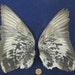 Pair Grey Chequered Fanned Out Dried Pigeon Birds Wings Feathers Art Craft Taxidermy