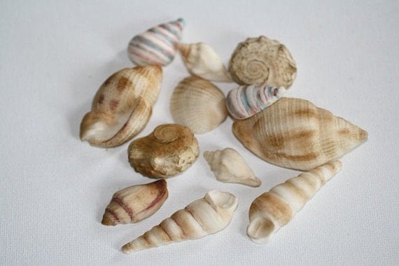 12 Colored Edible Seashells for cake decorating by ACakeToRemember