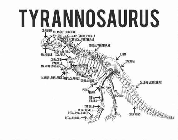 t rex dimensions