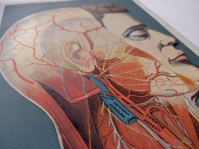 4 part antique medical MANIKIN original color lithographs