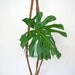 vintage Macrame hanging planter