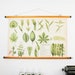 Botanical Pull Down School Chart Leaves, French School Chart