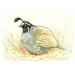 California Quail - ACEO artist trading card, Original mixed media drawing