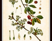 Items Similar To Antique Cherries Prunus Cerasus Botanical