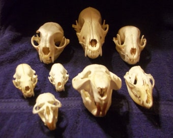 8 Real animal bone Skull parts taxidermy heads bobcat beaver raccoon mink skunk coyote opossum muskrat
