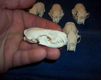 1 Real mink animal bone skull skeleton parts teeth collection craft man cave supplies