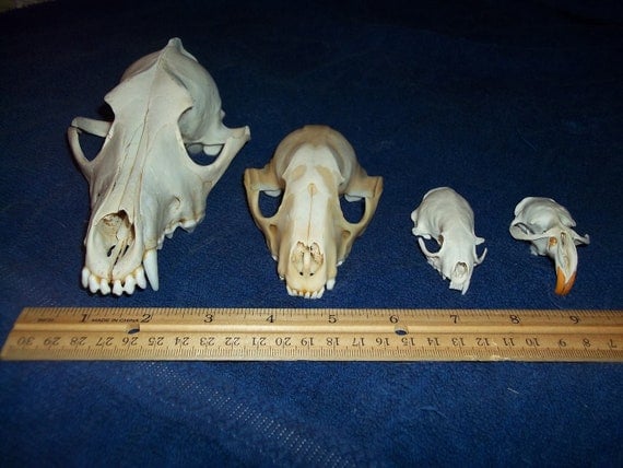 4 Real animal bone Skull parts taxidermy craft by boomer2563