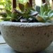 Succulent Garden in Concrete Bowl