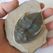 Trilobite Fossil from Morocco. 85mm Zilchovaspis rugosa.