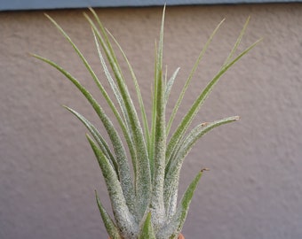 Tillandsia Kolbii Air Plants