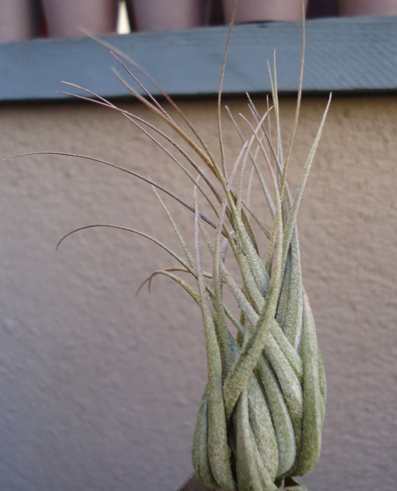 Tillandsia Carminea RARE Air Plants by CTSairplants on Etsy