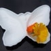 Vintage Avon Butterfly Collectible Trinket Tray or Soap dish, Avon Milk Glass, 1970s, 1980s