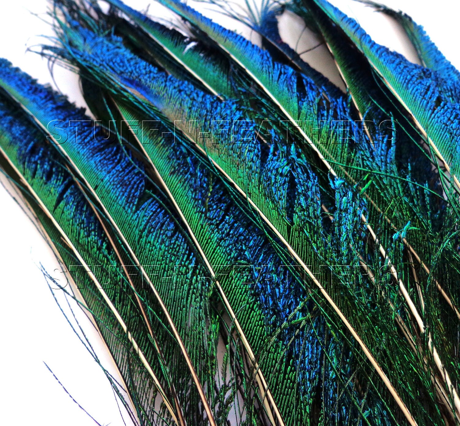 Wholesale / bulk feathers Premium quality Natural PEACOCK