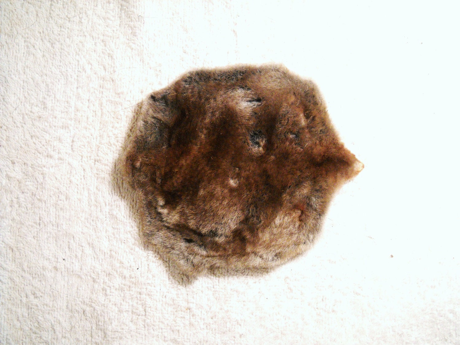 Mole Skin Fur Pelt Taxidermy Furry creepy rat rodent