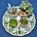 Four (4) Miniature Tea Cups with Succulent Plants Planted inside- cute kitchen idea