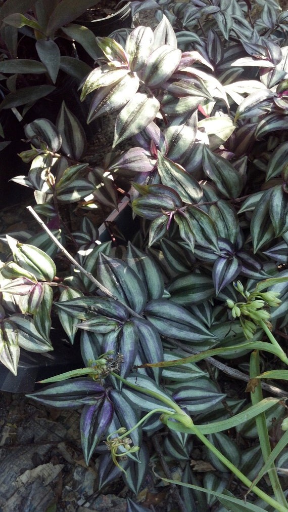 FIVE 5 Wandering Jew Tradescantia Silver and Purple live