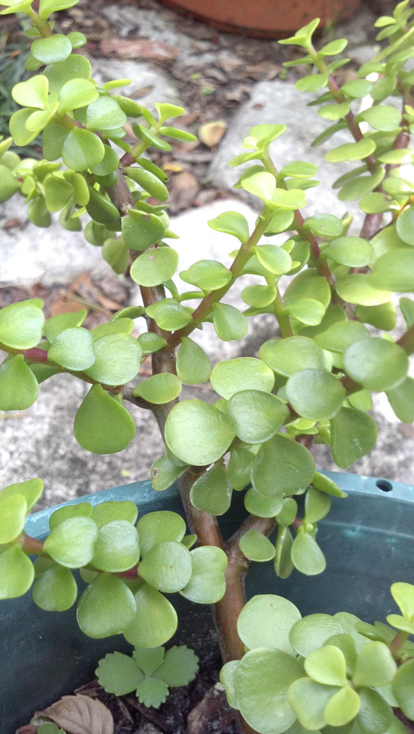Lucky Jade Plant succulent sedum 2 Clippings . great for