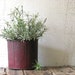 small red sap bucket - urban farmhouse style