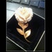 Pre Ban Ivory 12 Kt Gold Filled Carved Rose Brooch Signed