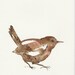Bird art, Wren, Original watercolor, Unique aquarel.