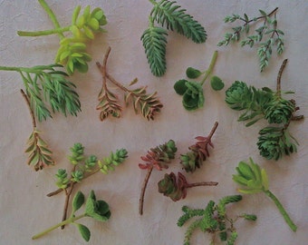 100 Succulent Cuttings - Colorful SEDUM