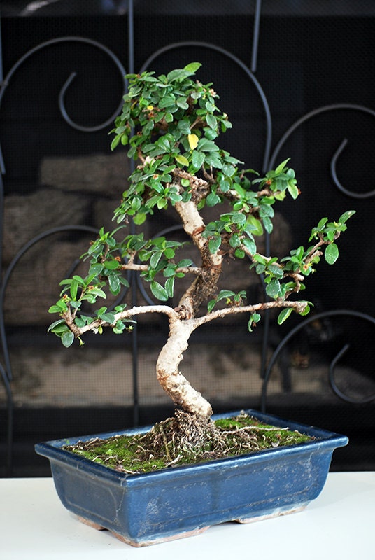 Live Large Fukien Tea Tree Bonsai 10" Ceramic Vase- Free Shipping - Nice Gift