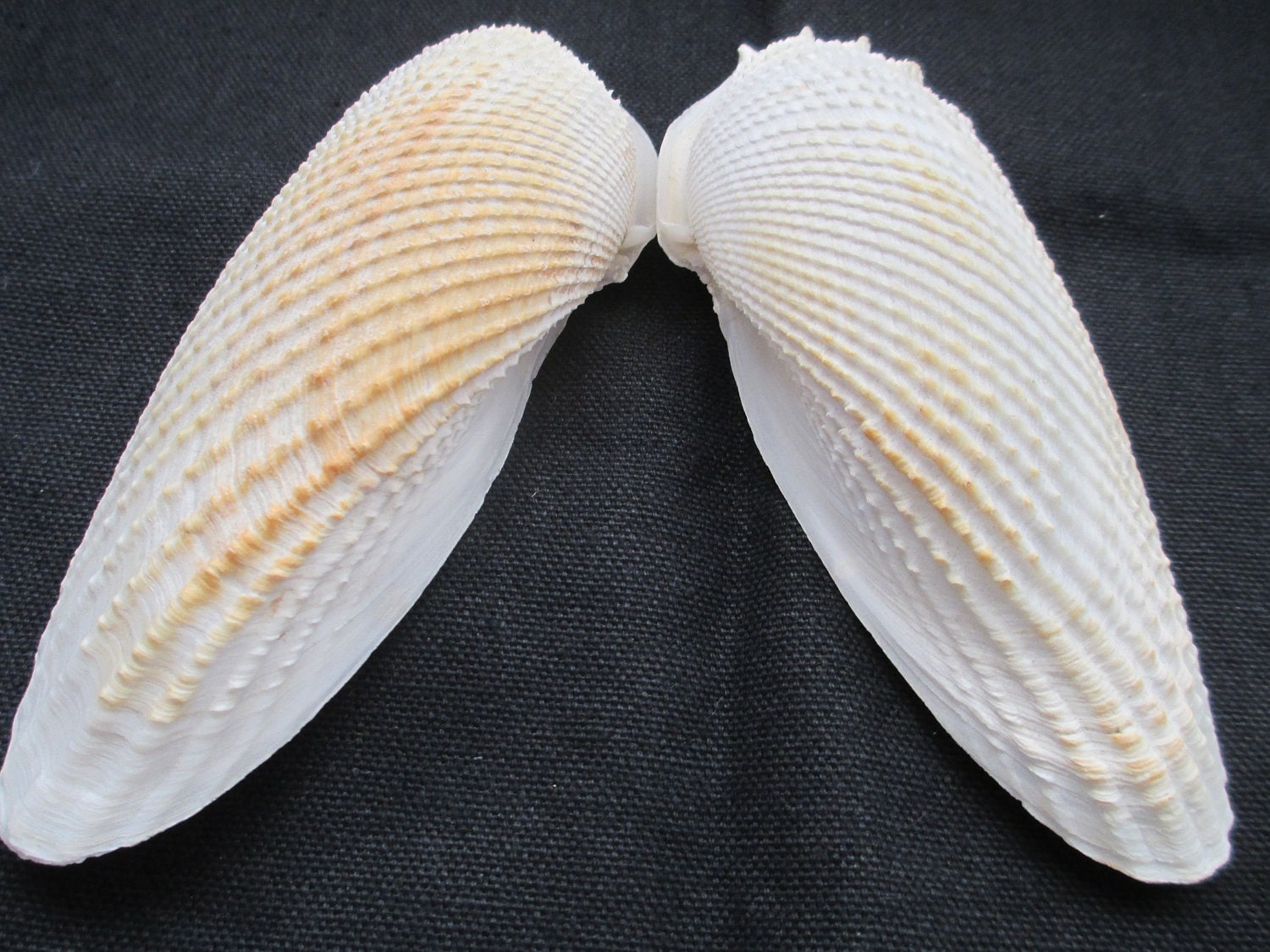 angel wings shells